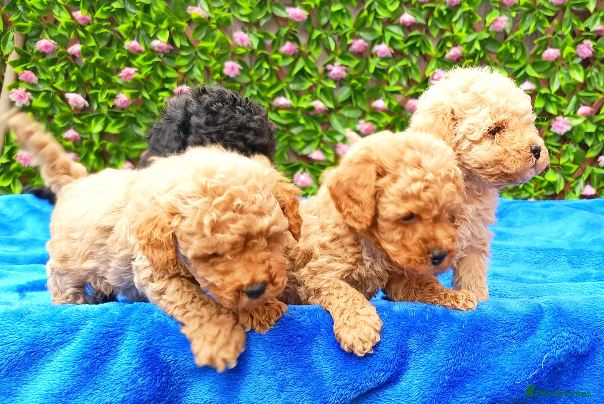 Toy Poodle dogs HEALTH TESTED TOY POODLES KC REG  - Advert 2