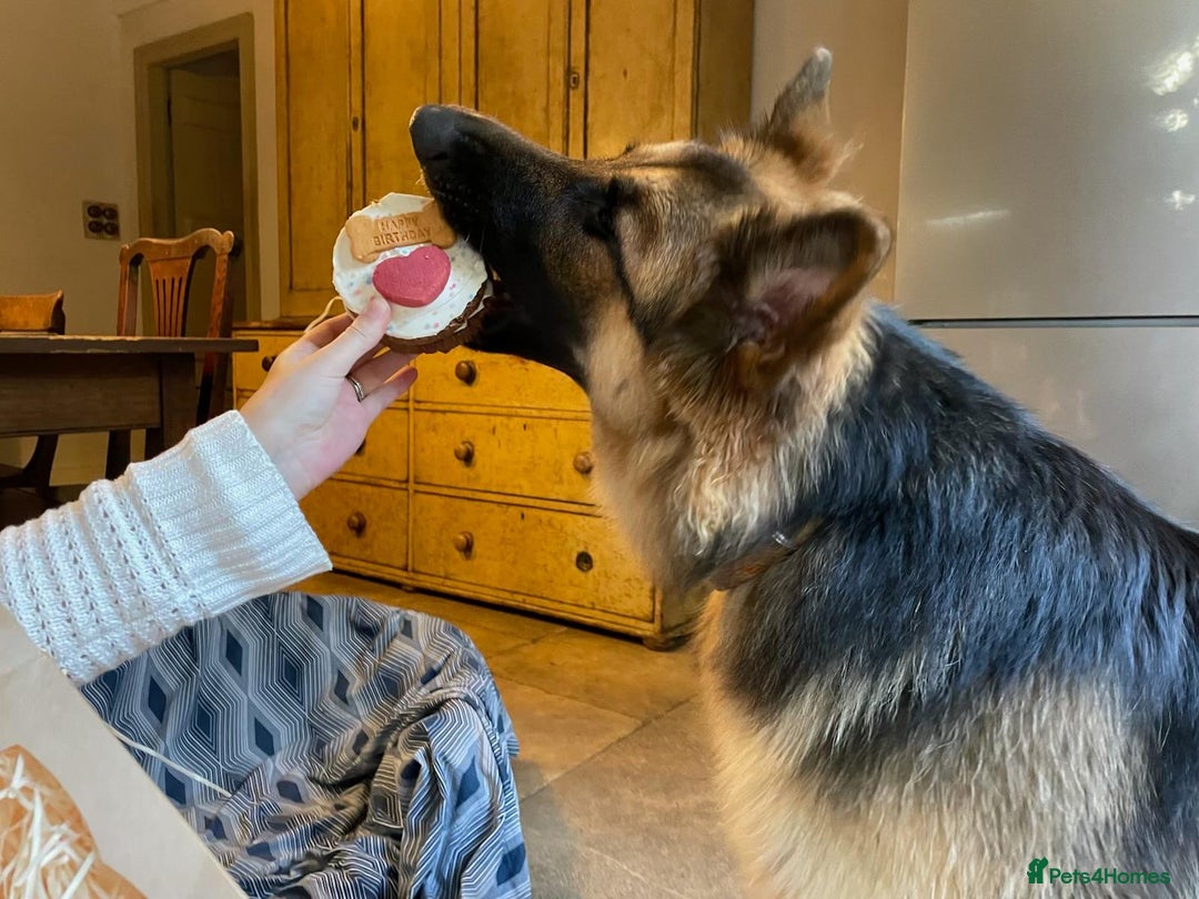 German Shepherd dogs for sale: Stunning long  German Shepherd puppies gsd pups  - Image 21