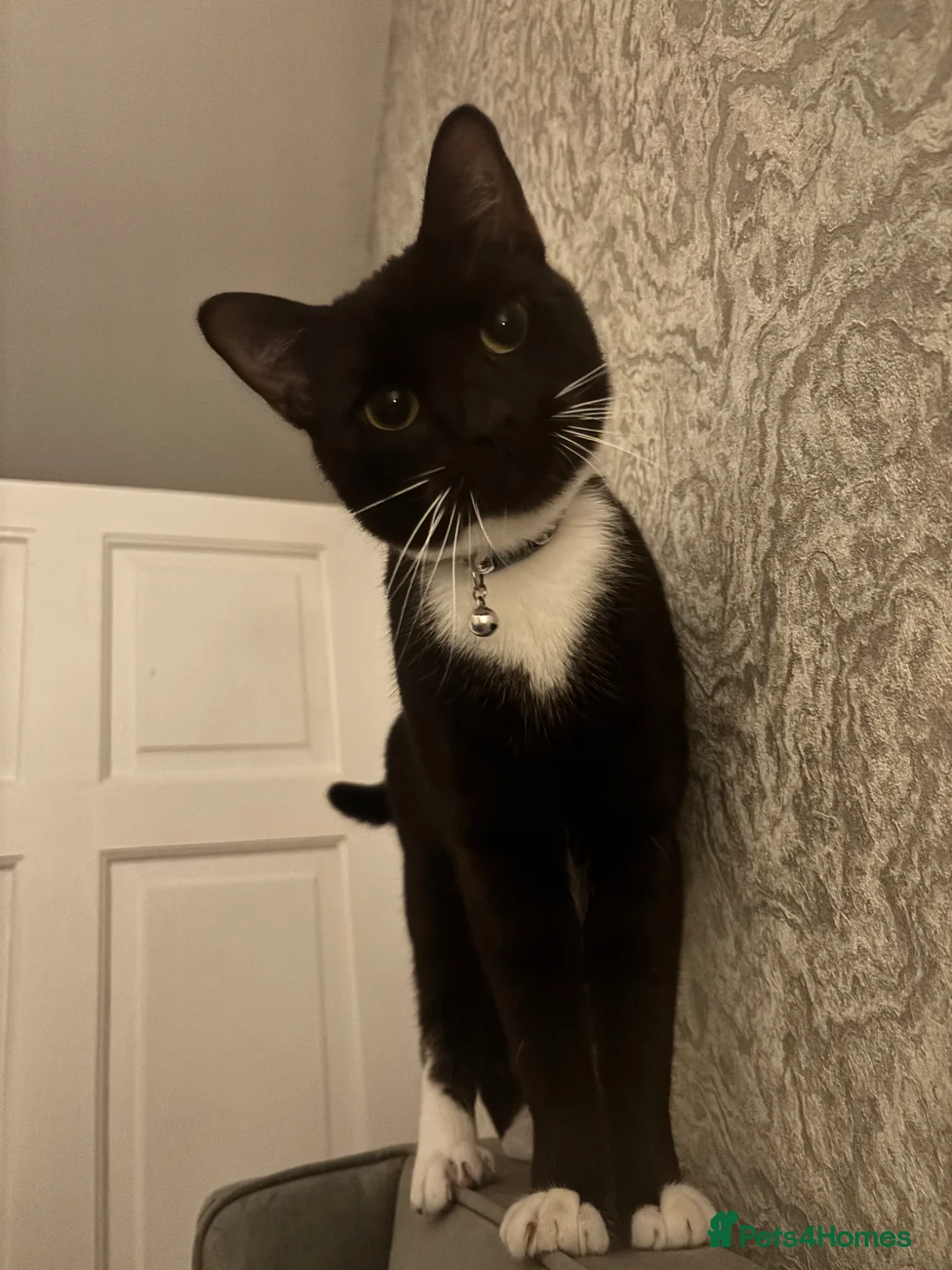 Mixed Breed cats for sale: Tuxedo Cat - Advert 7