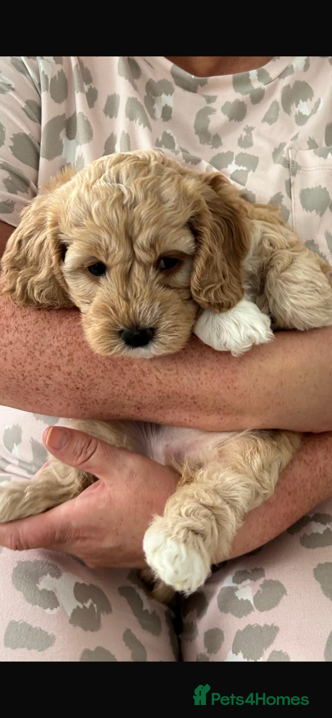 Cockapoo dogs for sale: American cockapoos  - Image 5