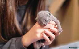 Russian Blue cats for sale: Pure Russian Blue kittens for sale  - Image 12