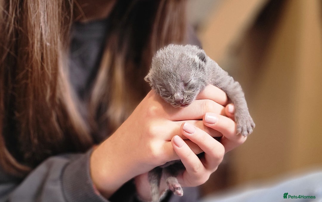 Russian Blue cats for sale: Pure Russian Blue kittens for sale  - Image 12