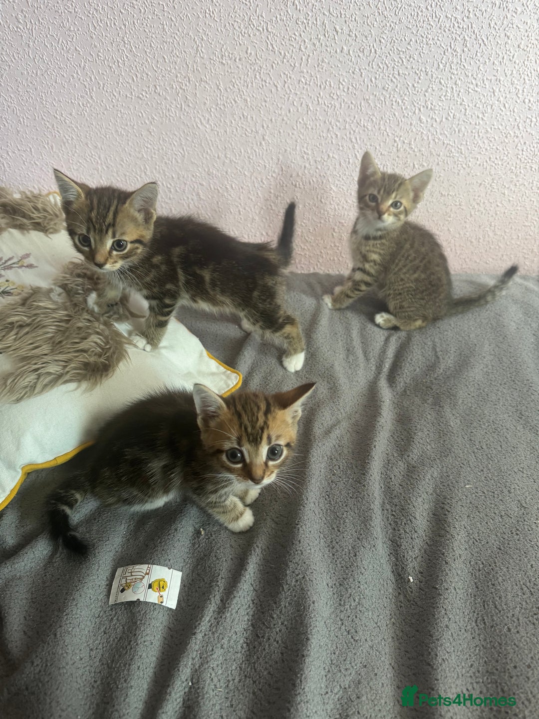 Mixed Breed cats for sale: Adorable kittens  - Image 14