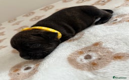 Staffordshire Bull Terrier dogs for sale: Beautiful puppies staffordshire bull terier 🥰 - Image 18