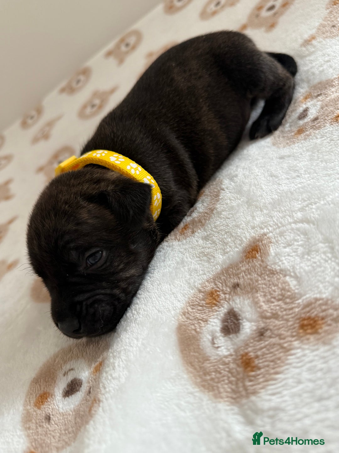 Staffordshire Bull Terrier dogs for sale: Beautiful puppies staffordshire bull terier 🥰 - Image 18