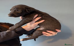 Deerhound dogs for sale: Deerhound bitches  - Image 4