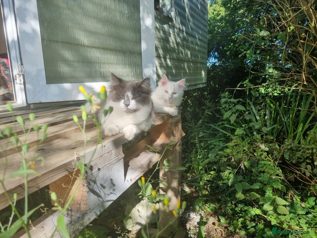 Turkish Angora cats for sale: 1 girl Turkish angora/ Maine coon mix - Image 2