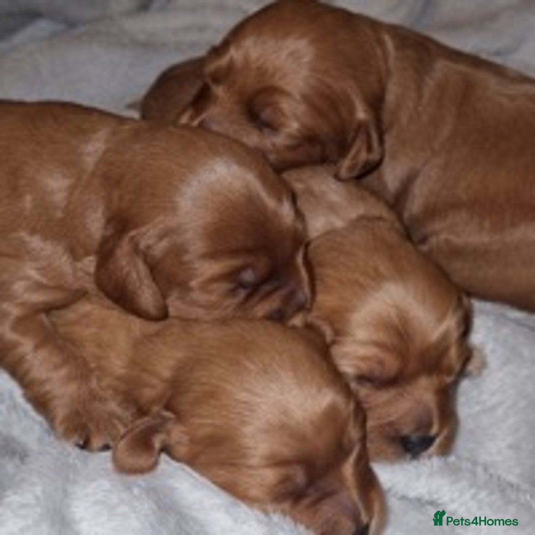 Toy Poodle dogs for stud: Deep Red Toy Poodle Stud -KC Reg PRA Clear in Romford - Image 3