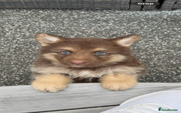 German Shepherd dogs for sale: Beautiful mixed coloured heath tested German sheps - Image 8