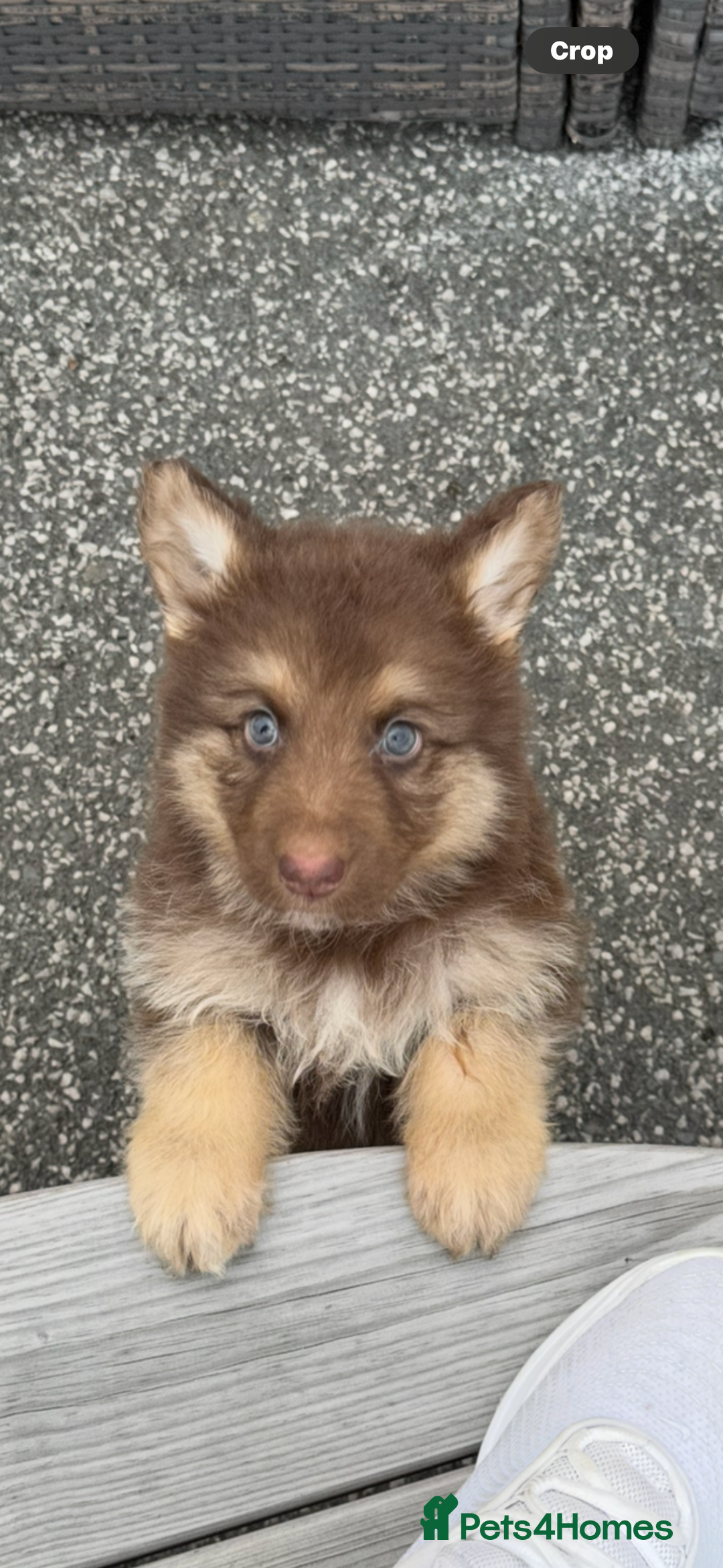 German Shepherd dogs for sale: Beautiful mixed coloured heath tested German sheps - Image 8