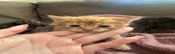 Mixed Breed cats for sale: beautiful kittens  in Doncaster - Advert 5