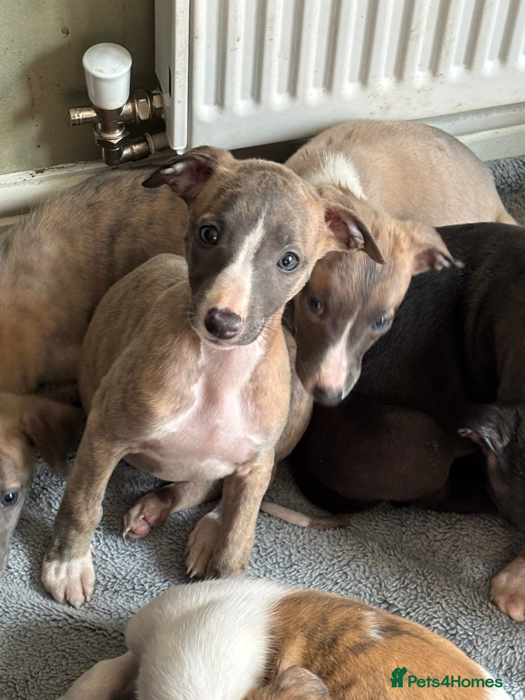 Whippet dogs for sale: Gorgeous whippet puppies for sale - Advert 1