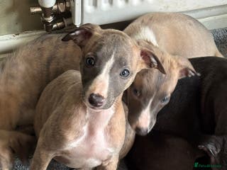 Whippet dogs Gorgeous whippet puppies for sale - Advert 8