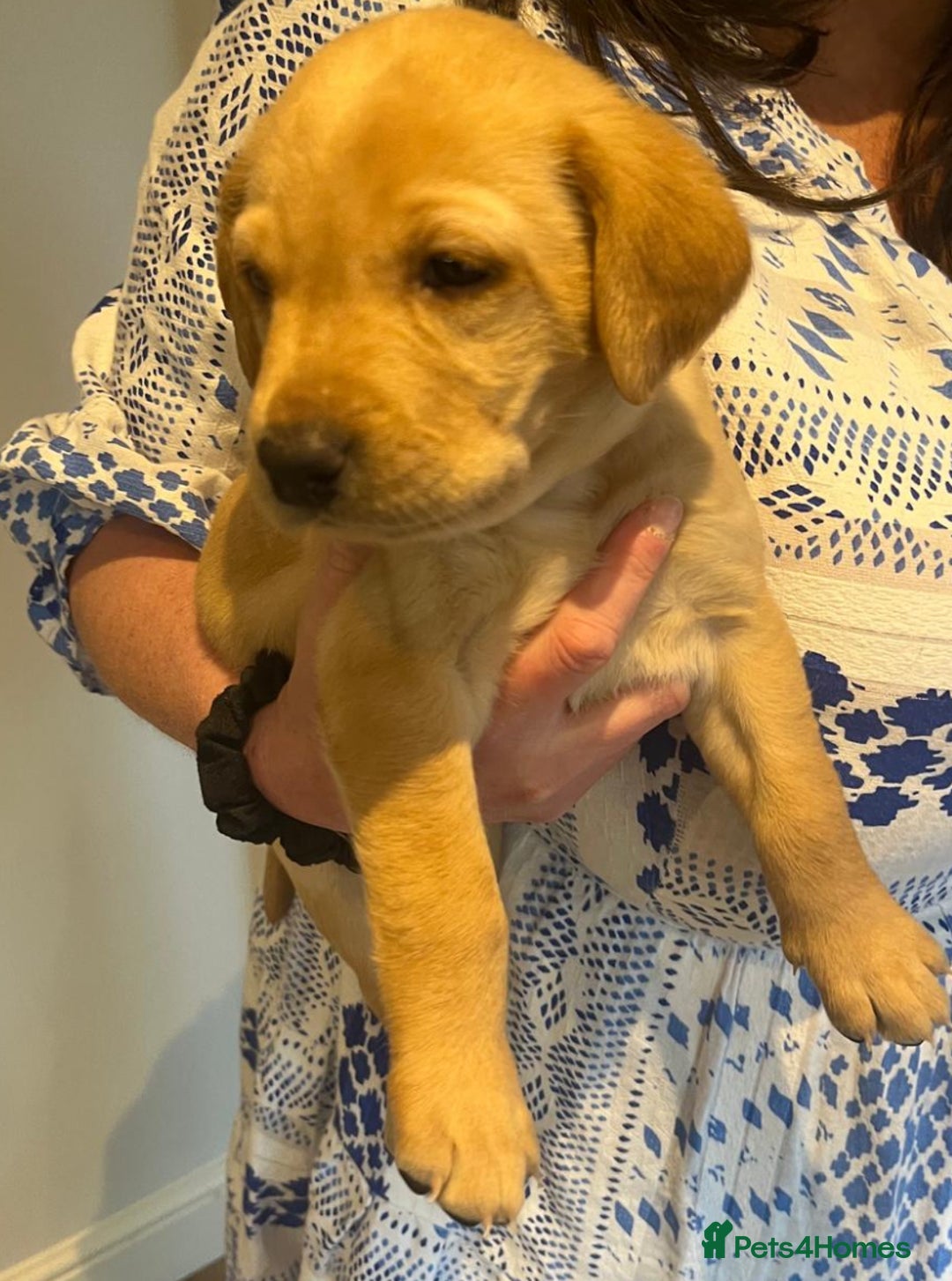 Labrador Retriever dogs for sale: Beautiful fox red puppies  - Advert 25