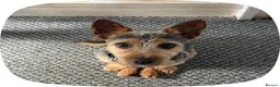 Jack Russell dogs for sale: Lovely Friendly Dog – Chase, Great with Children in Southampton - Advert 4