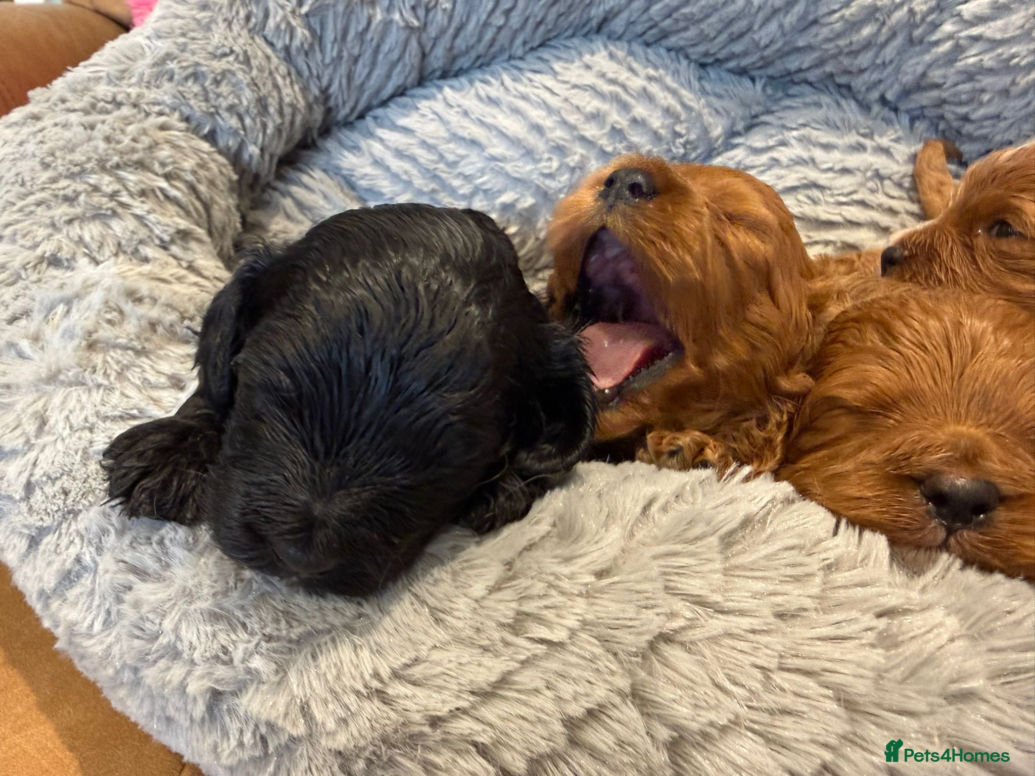 Cavapoo dogs F1 cavapoo 4 girls 1 boy health tested - Advert 2