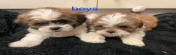 Lhasa Apso dogs for sale: Lhasa apso puppies in Abergele - Advert 3