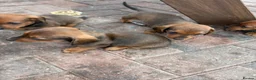 Dachshund dogs for sale: Puppies available  - Advert 5