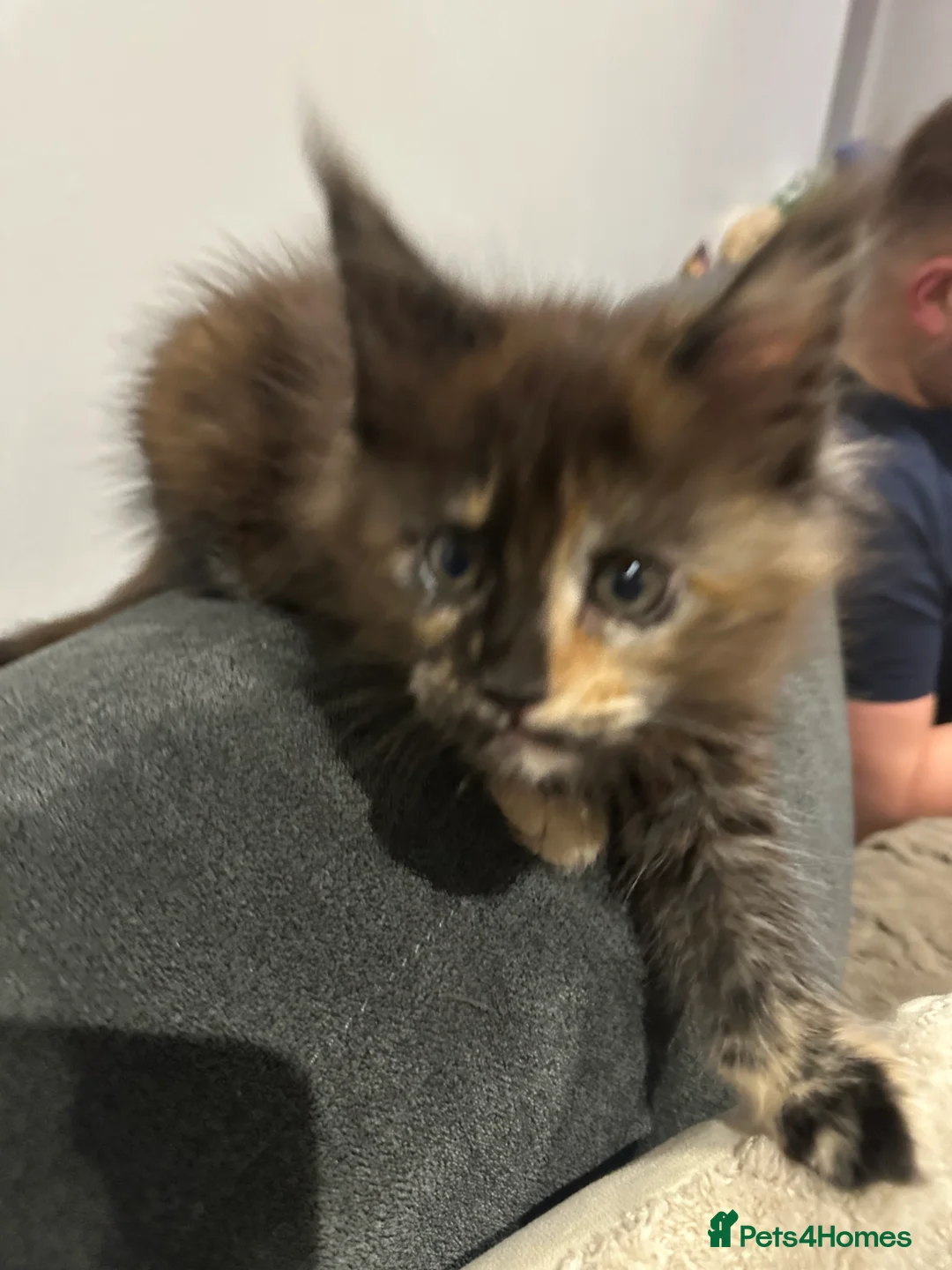 Maine Coon cats for sale: Kittens main coon in Nottingham - Advert 3