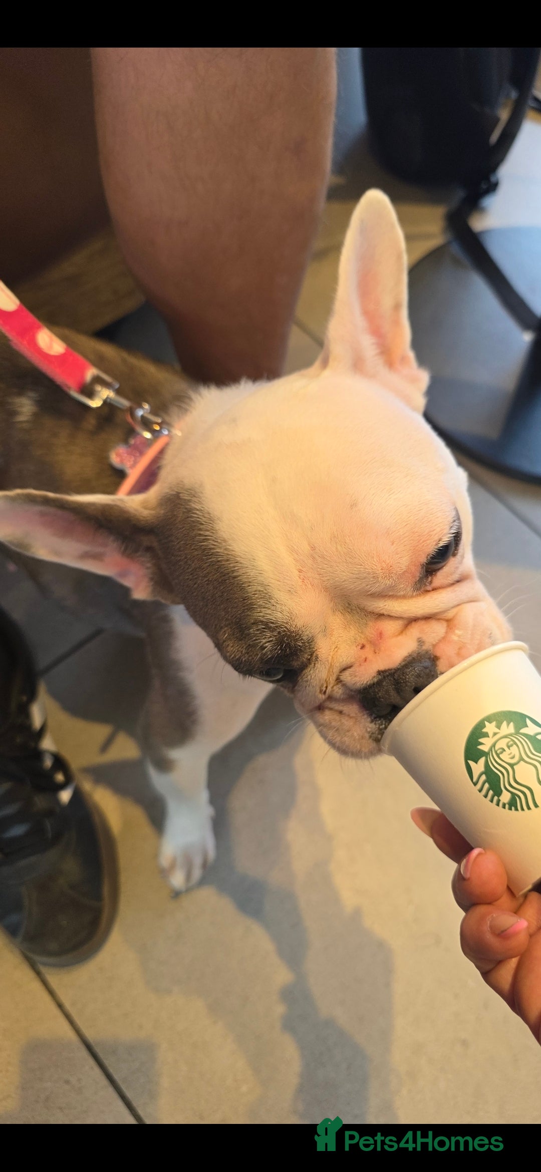 French Bulldog dogs for sale: 3yrs old French bulldog bitch  - Image 8