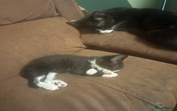 American Shorthair cats for sale: 5 black and white kittens for forever home - Image 11