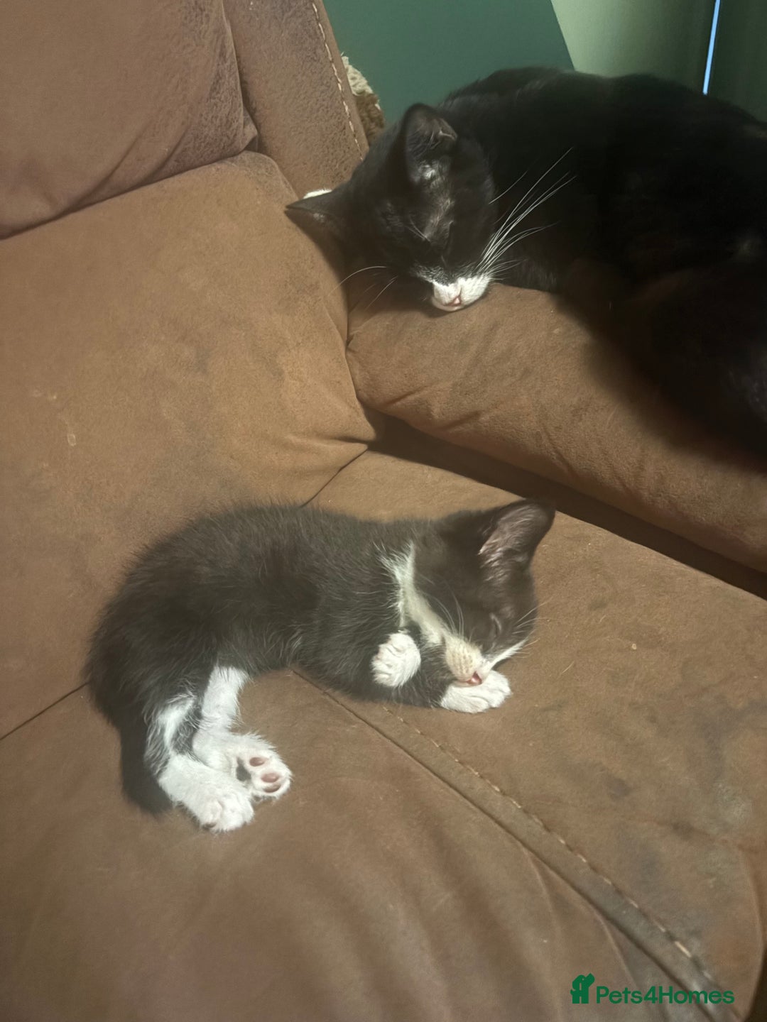 American Shorthair cats for sale: 5 black and white kittens for forever home - Image 11