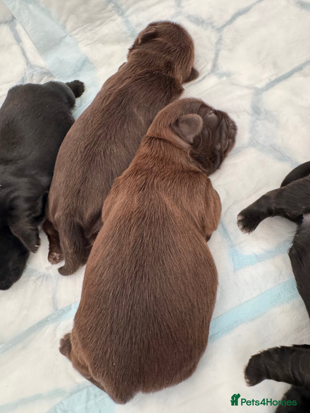 Shih Tzu dogs for sale: ✨ Exceptional Shih Tzu Puppies – Available✨ - Advert 6