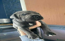 Cane Corso dogs for sale: Beautiful cane corso puppies  - Image 16