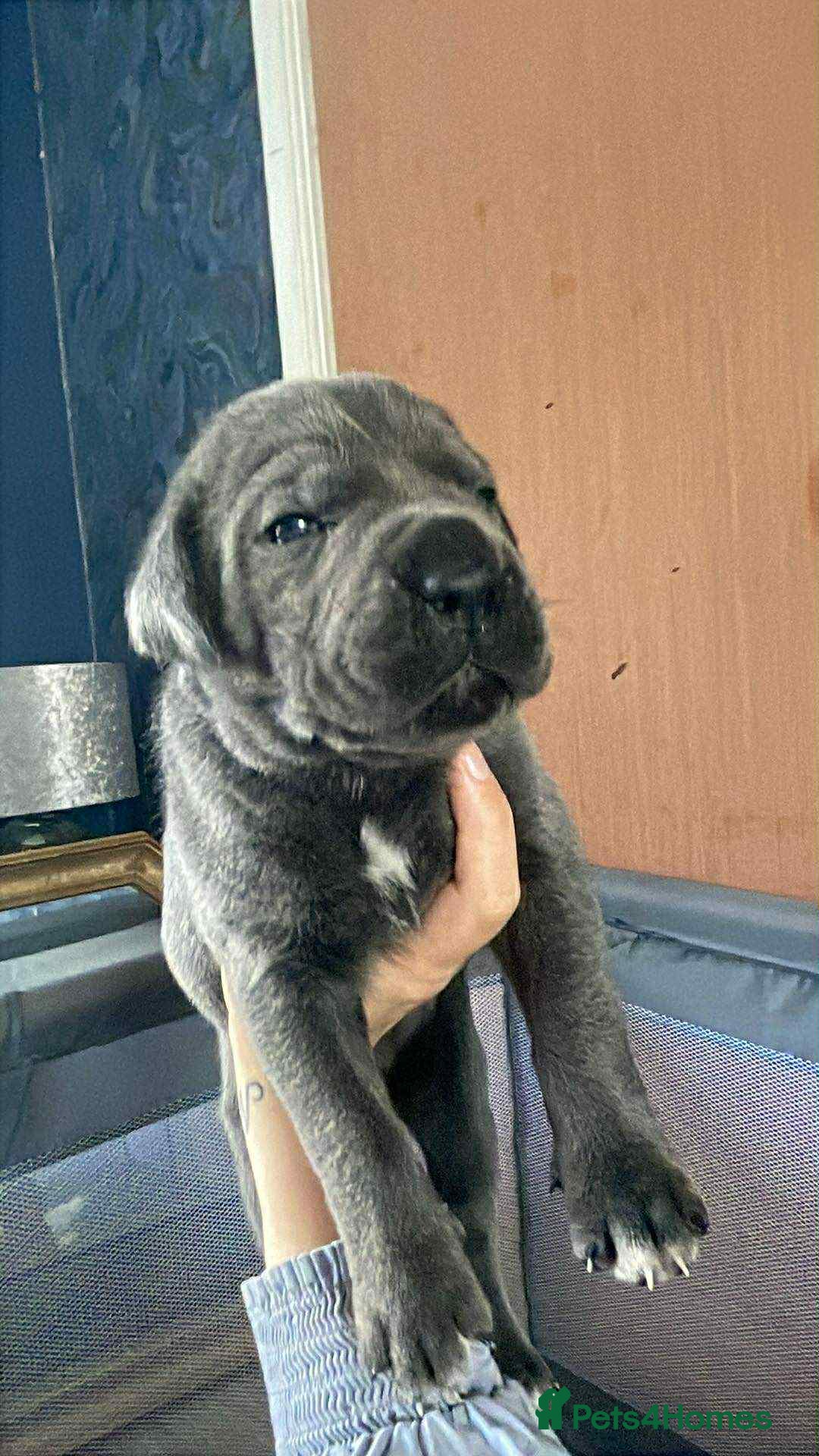 Cane Corso dogs for sale: Beautiful cane corso puppies  - Image 16