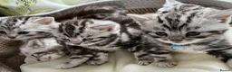 British Shorthair cats for sale: GCCF Rare Show Quality BSH Silver Tabby Kittens  - Advert 3