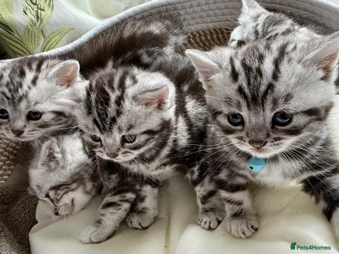 British Shorthair cats for sale: GCCF Rare Show Quality BSH Silver Tabby Kittens  - Advert 2
