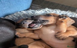 Dachshund dogs for sale: 5 week Old Dachshunds - Image 7