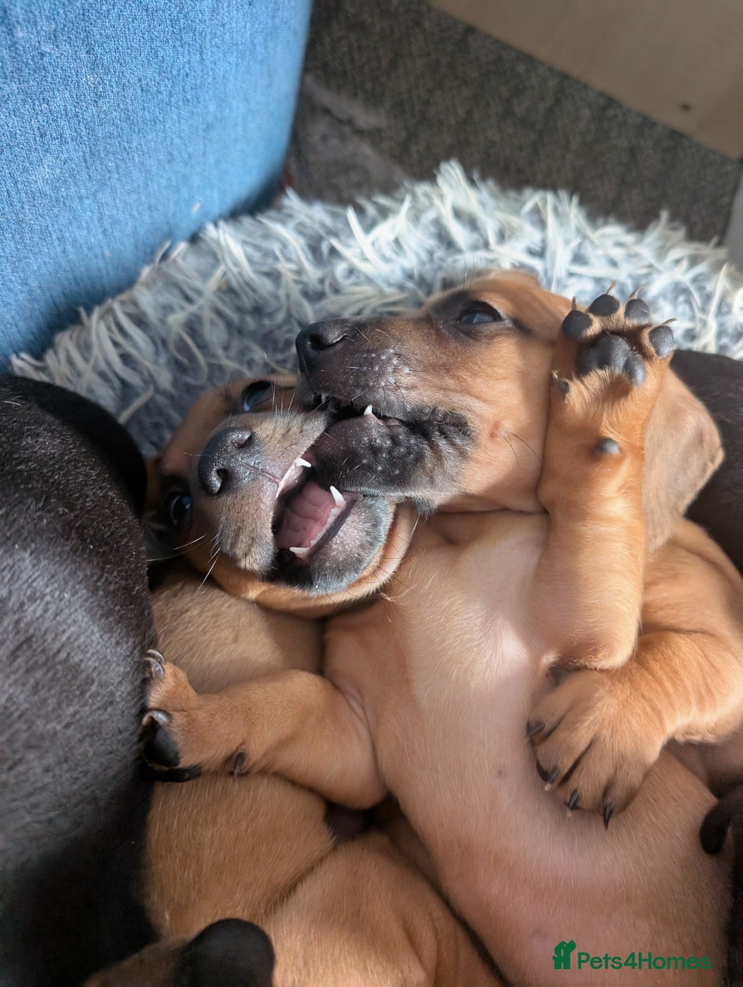 Dachshund dogs for sale: 5 week Old Dachshunds - Image 7