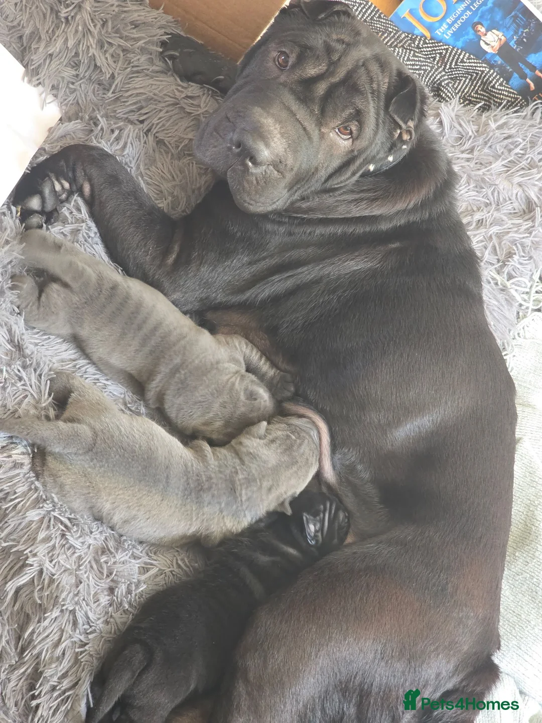 Mixed Breed dogs for sale: Beautiful Sharpei Puppies  in Liverpool - Advert 1