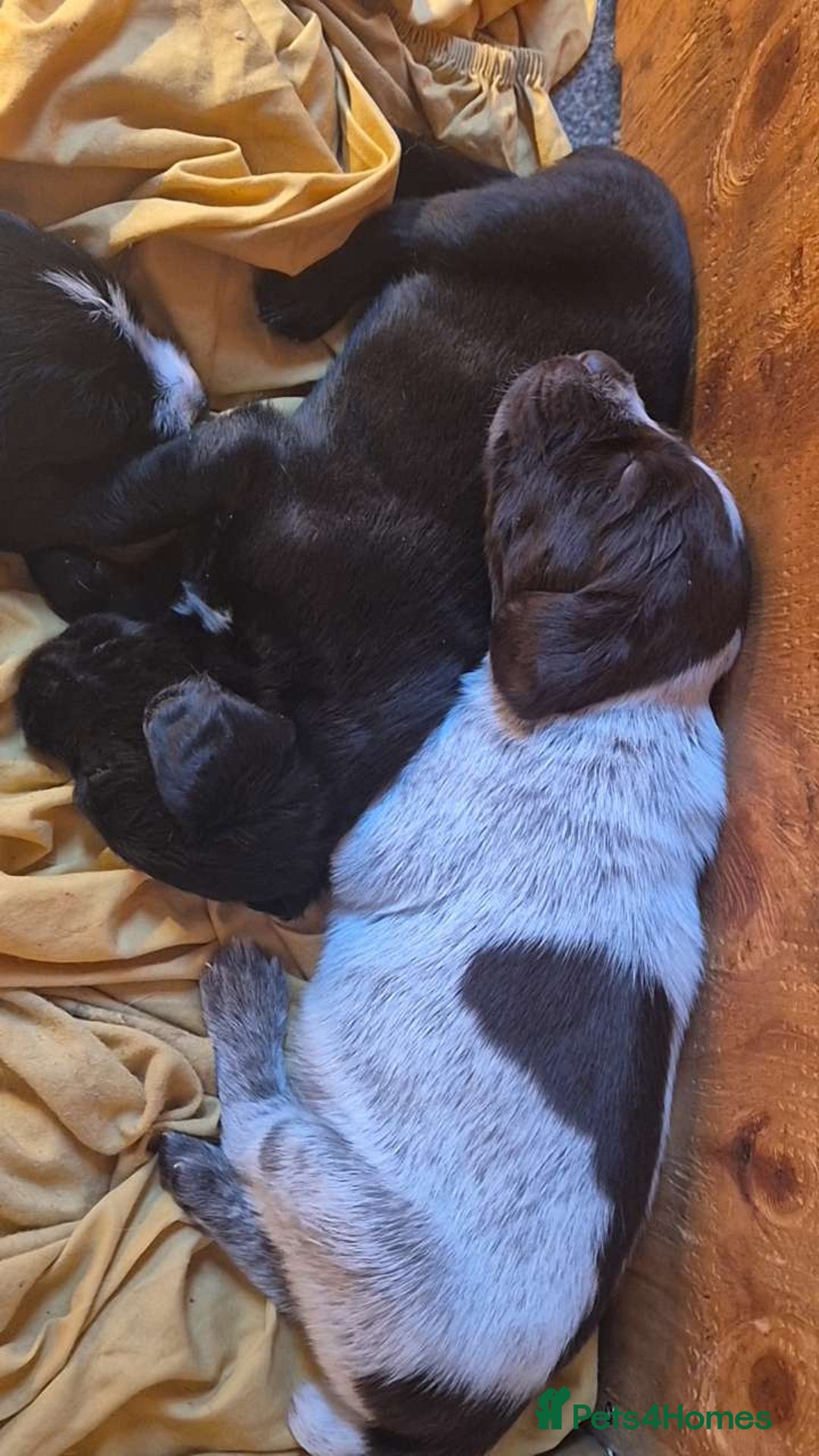 Mixed Breed dogs for sale: German Wirehaired Pointer x Springer Spaniel Pups - Advert 4