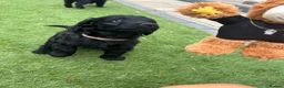 Australian Labradoodle dogs for sale: Multigenerational Australian Labradoodle Puppies - Advert 17