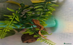Gecko reptiles for sale: Crested geckos  - Image 1