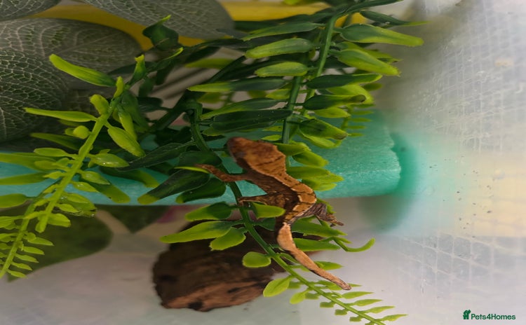 Gecko reptiles - Advert 16