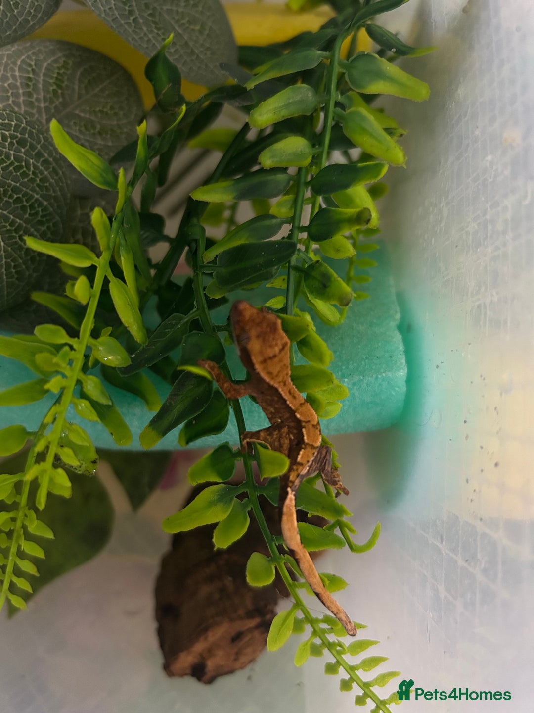 Gecko reptiles for sale: Crested geckos  - Image 1