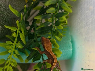 Gecko reptiles - Advert 29