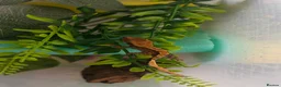 Gecko reptiles for sale: Crested geckos  - Advert 1