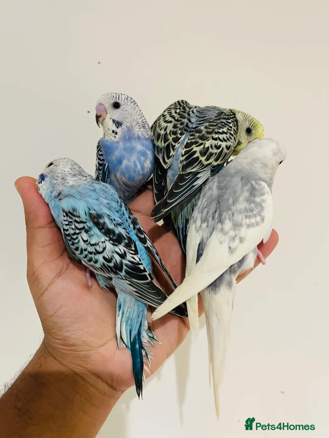 Budgerigars birds for sale: Hand reared budgies for sale  - Advert 1