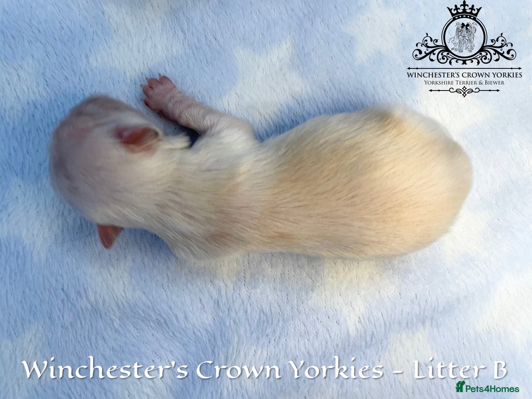 Yorkshire Terrier dogs for sale: ❤️ Champion heritage KC reg.PEDIGREE puppies! 🐶❤️ - Image 21