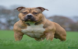 American Bully dogs for sale: Champion Bloodline American Pocket Bully Puppies - Image 2