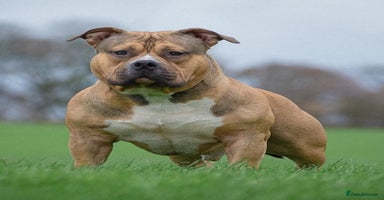 American Bully dogs - Advert 4