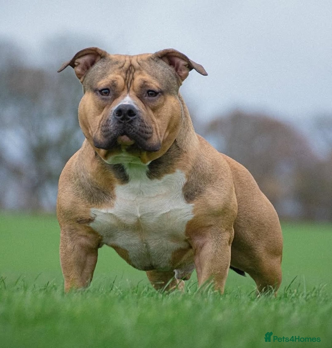 American Bully dogs for sale: Champion Bloodline American Pocket Bully Puppies - Image 2