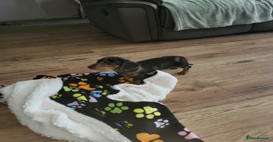 Dachshund dogs - Advert 10