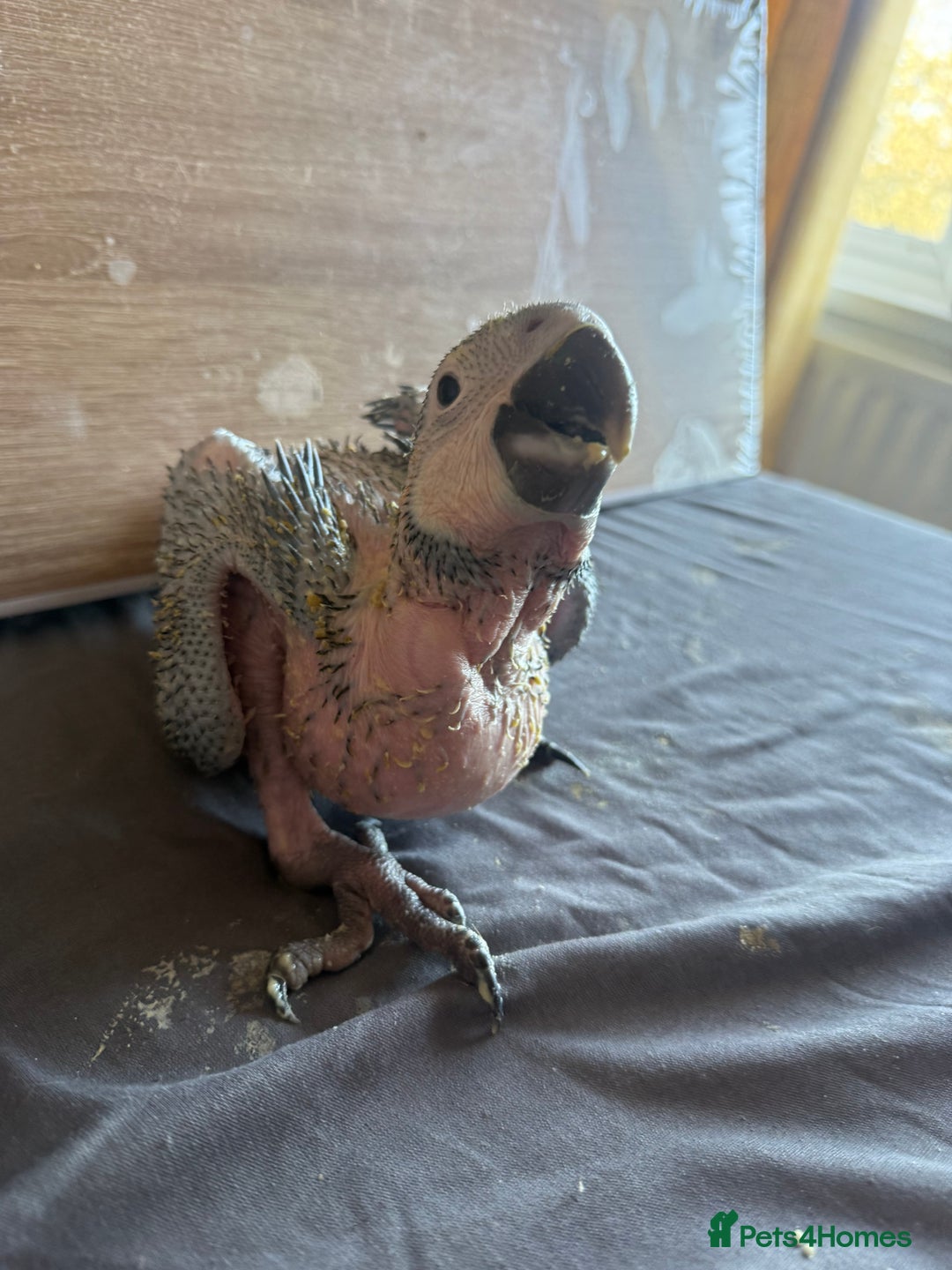 Macaws birds for sale: Blue and gold macaw baby's ,hand rear opportunity  - Image 4