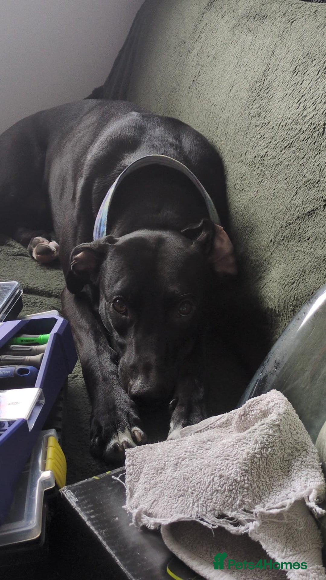 Lurcher dogs for sale: Lurcher - Advert 8