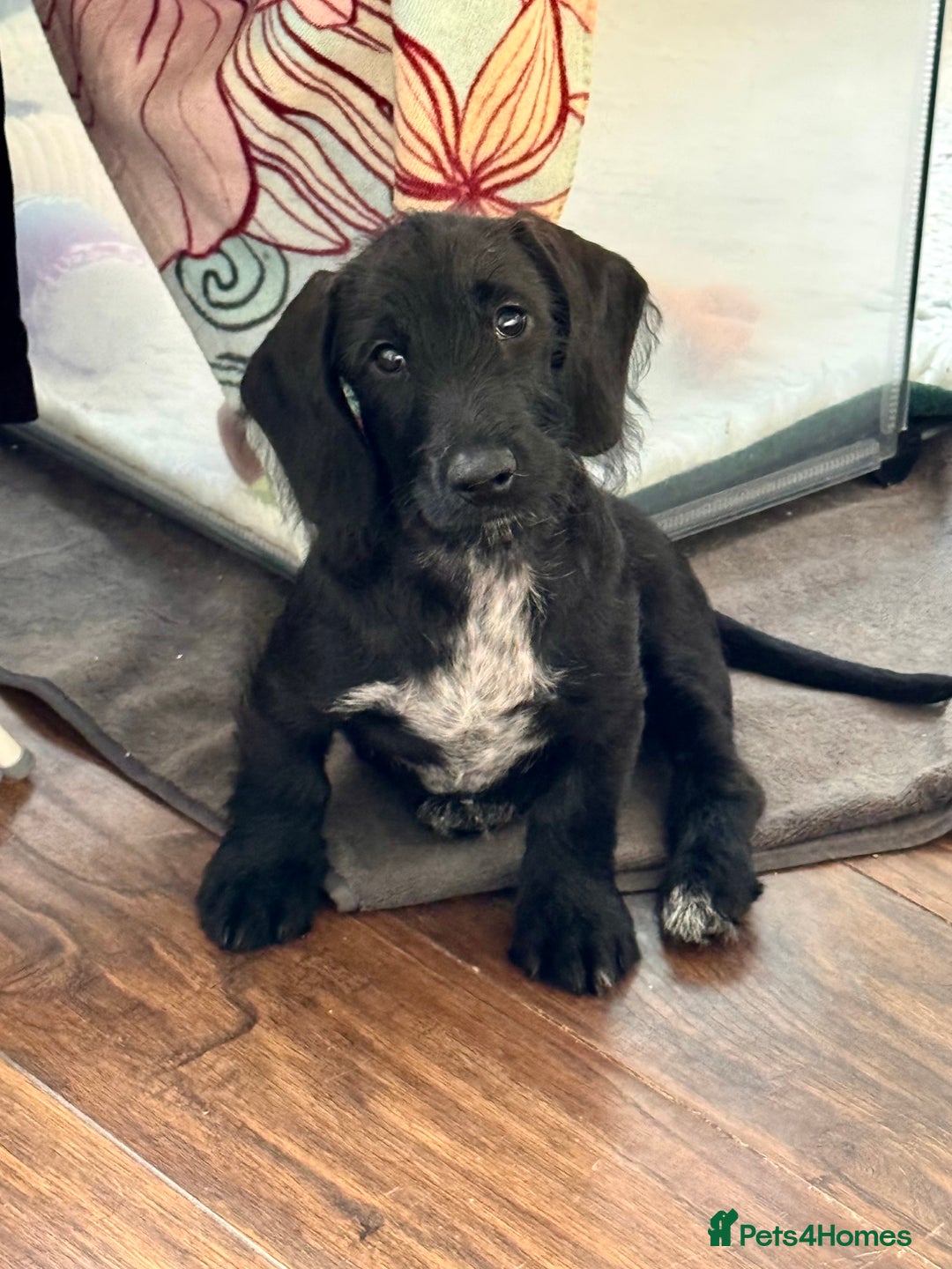 Mixed Breed dogs for sale: 1 Beautiful DoxiPoo girl left!  - Image 2